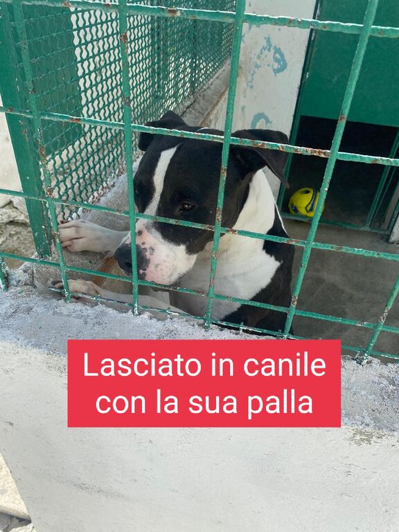 4805690  in regalo PACO GIOVANE AMSTAFF